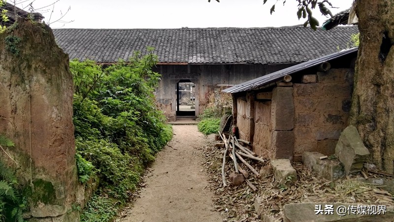 自驾游江津石蟆中坝岛,江津石蟆中坝岛甘蔗林