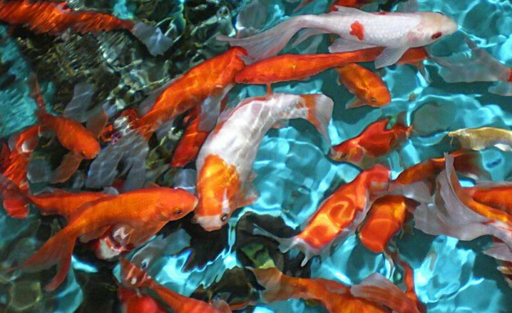 楗插吇閿﹂菠楸肩殑姘存俯,楗插吇閿﹂菠楸艰兘鍚冧箞