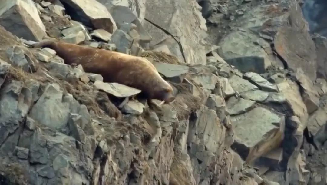 海象为何集体跳下悬崖全过程,海象集体坠崖有改善吗