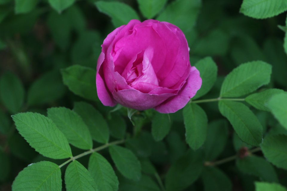 爬藤玫瑰和蔷薇的区别,蔷薇月季玫瑰区别