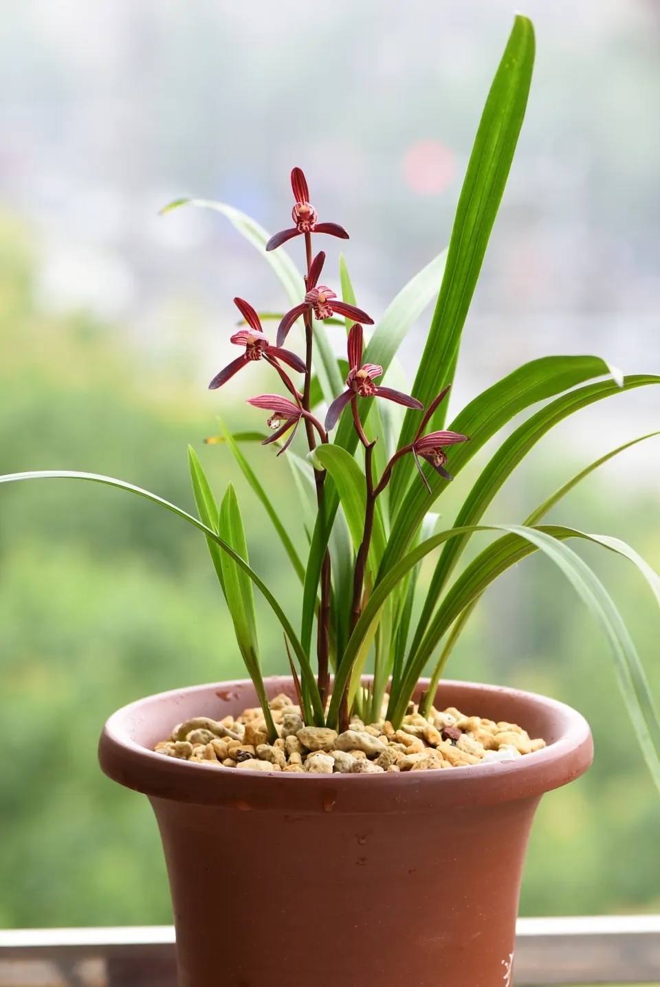 这“38种花”，当你开始收集品种时，你已入坑颇深