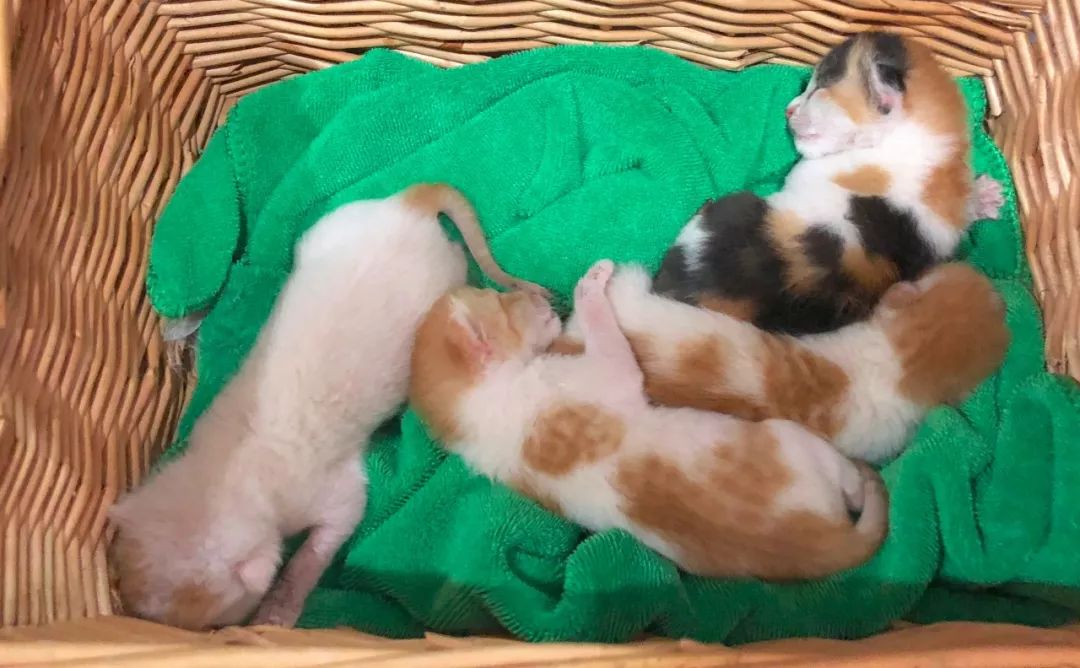 猫窝倒扣闷死猫事件,猫窝导致宠物窒息