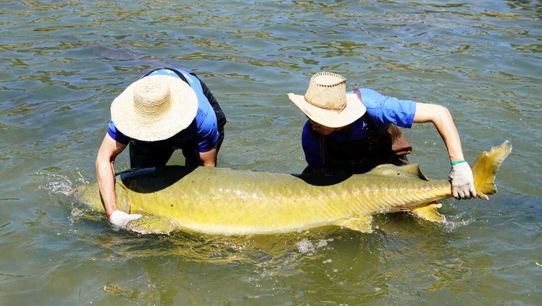 鲟鱼子酱是干什么的,深海鲟鱼子酱什么颜色的
