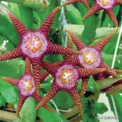 神奇的植物图片及介绍大全,十大最好的神奇植物