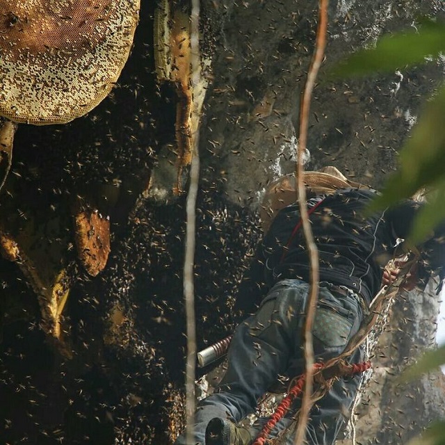 喜马拉雅山采蜜人完整版,喜马拉雅山脚下的采蜜人