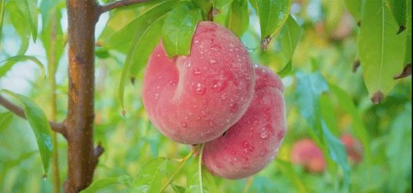 你的车里真好闻！复刻千年国宝的它，随行随香，极雅