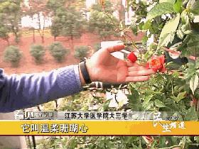 “别人家系列”！江大“宝藏男孩”，在宿舍里打造了一座“空中花园”