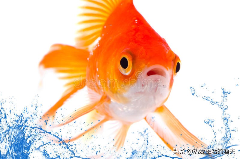 为啥买回来的金鱼不生小鱼,为什么刚买回来的金鱼不动