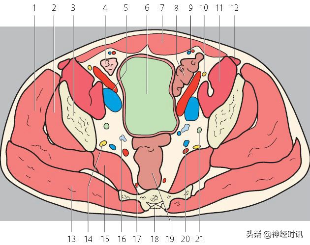 肾脏输尿管膀胱前列腺结构,肾输尿管膀胱解剖示意图