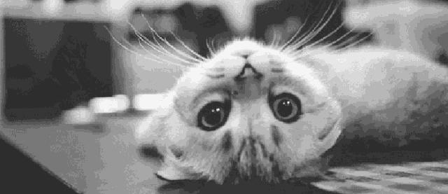 我跟中产的唯一联系，可能是养猫