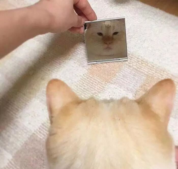 丑猫大赛视频完整版,2020年丑猫大赛看看丑到你了没