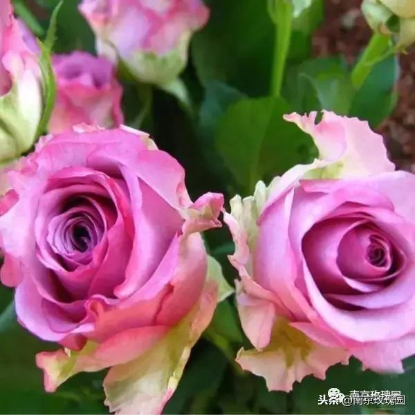 「花师傅开课啦」爱花人必知！南京*瑰园玫**为你科普百种玫瑰