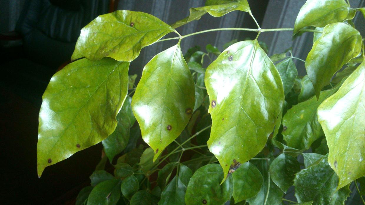 幸福树叶子发黄有粘液怎么处理,幸福树叶子浇水多了怎么办