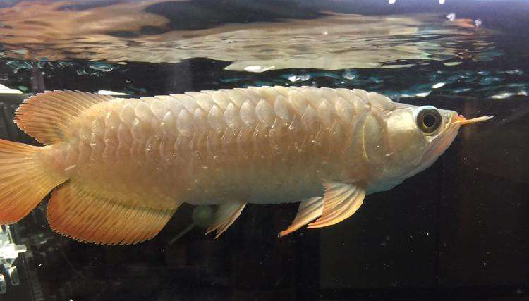 龙鱼炸鳞原因,严重的龙鱼溶鳞