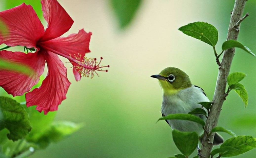 太阳鸟品质,太阳神鸟绝美
