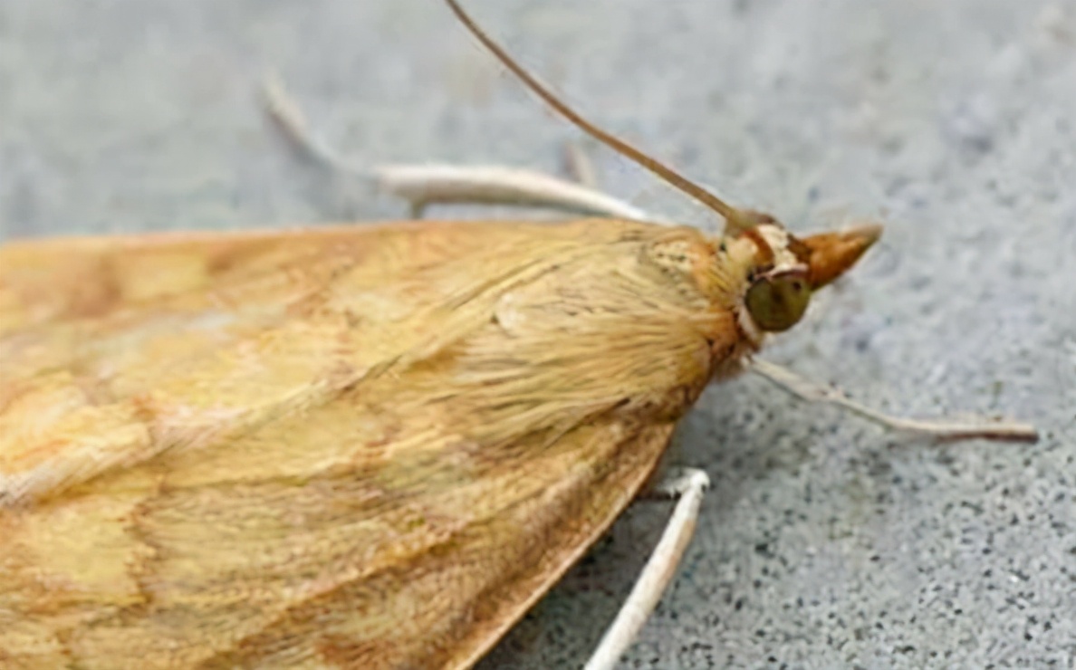 草木灰种生姜技术,桶种生姜技术