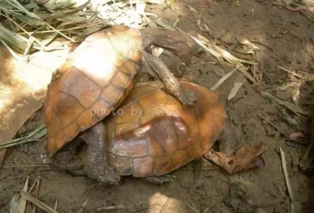 八角灵龟是不是保护动物,锯缘龟八角灵龟