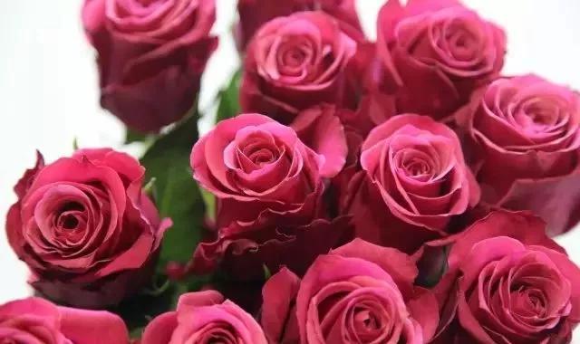 玫瑰有几种品种图片及名称,玫瑰品种分类名称及图片介绍