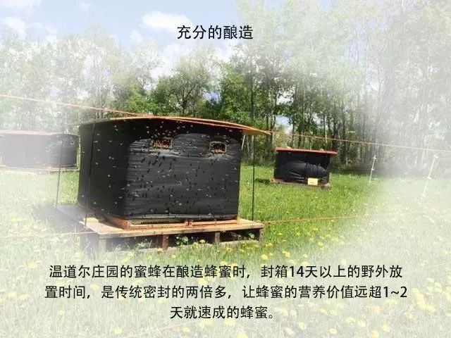 温德尔庄园成熟纯蜂蜜,温德尔庄园白蜜