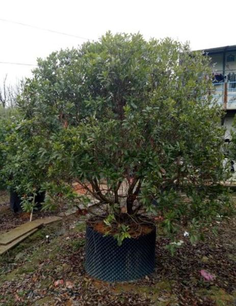 杨梅很酸直接加糖有用吗,杨梅酸放白糖行吗