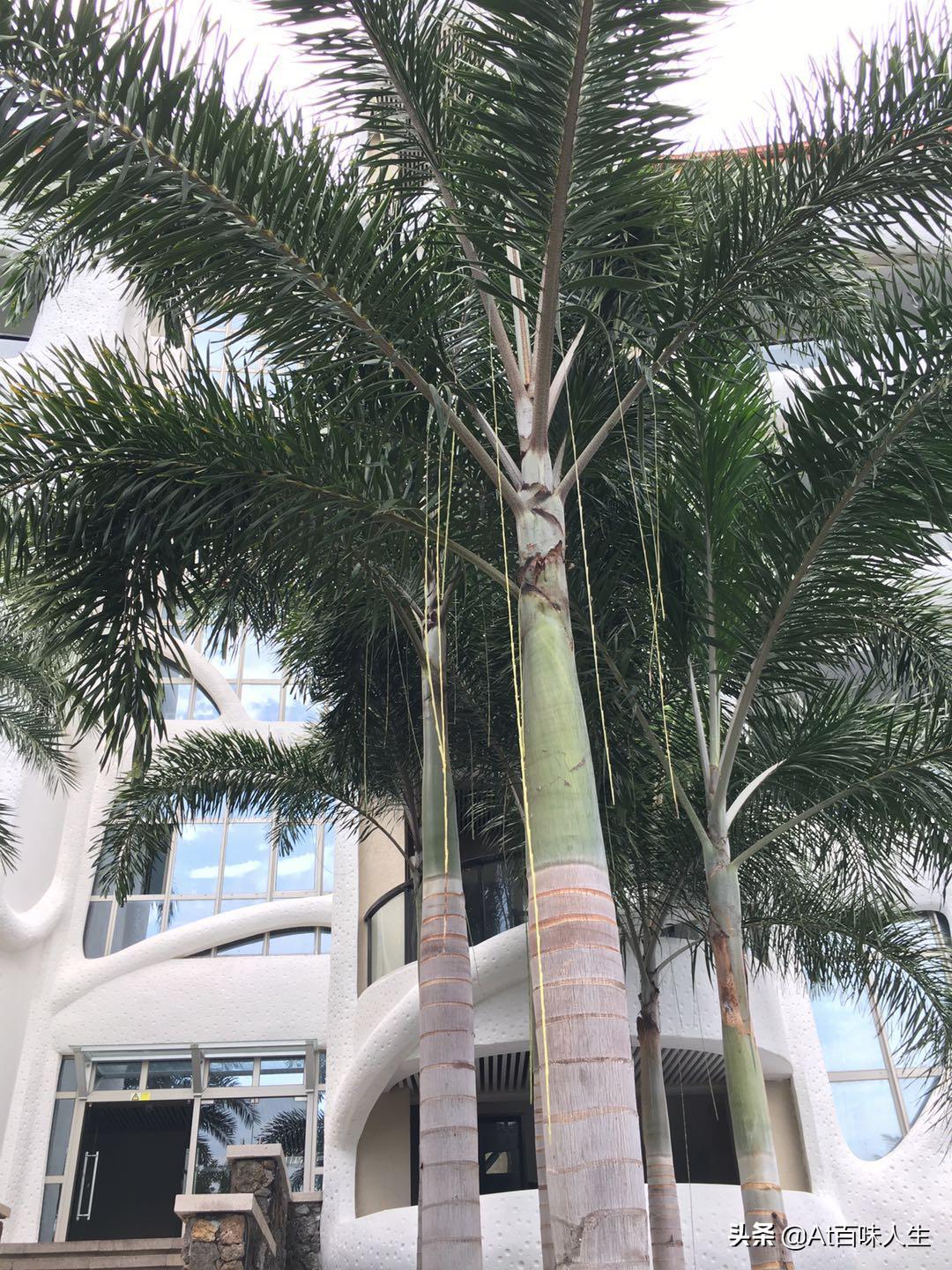 三亚亲子游攻略2-3岁儿童自由行,三亚12月旅游攻略3天自由行含机票