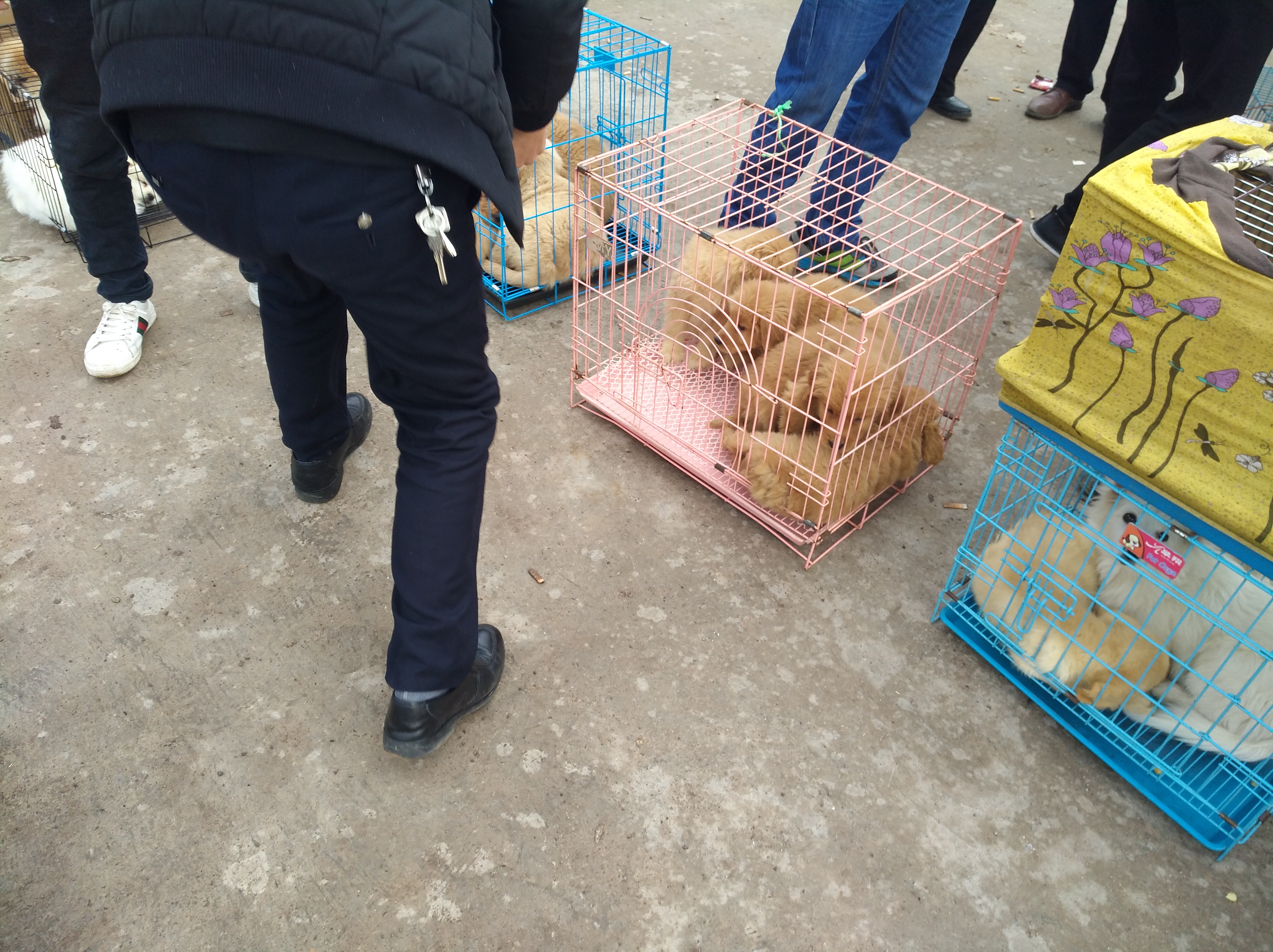 狗市场幼犬出售银川,集市卖金毛幼犬