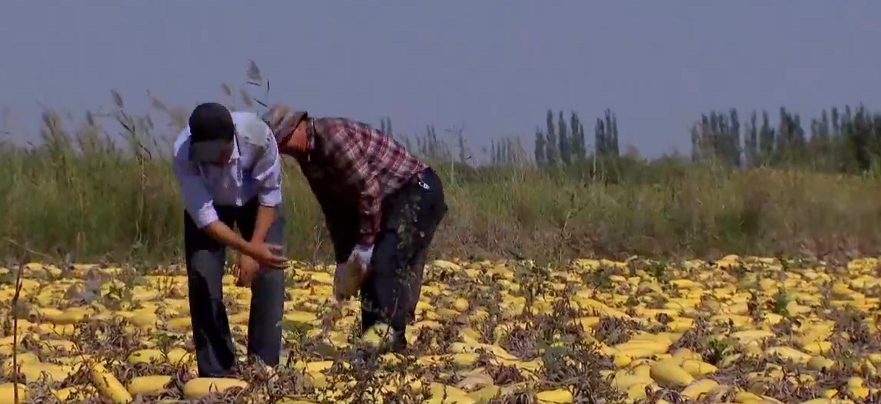 种植西葫芦挣一个亿,农民种植西葫芦亩收入