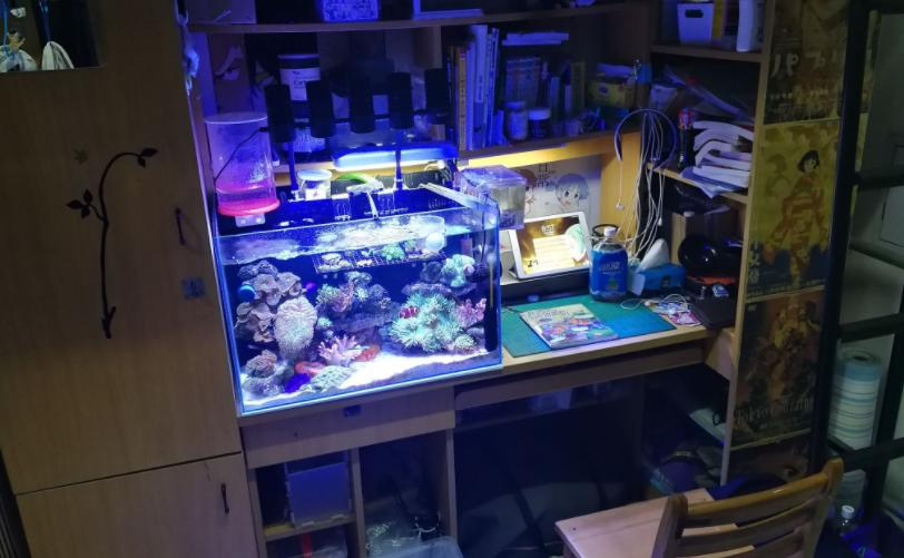 怎么在宿舍养宠物不被发现,有人在宿舍养猫怎么办