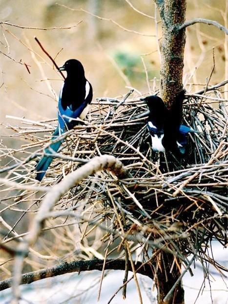 狂风暴雨的时候小鸟在哪避雨,鸟类躲避暴雨
