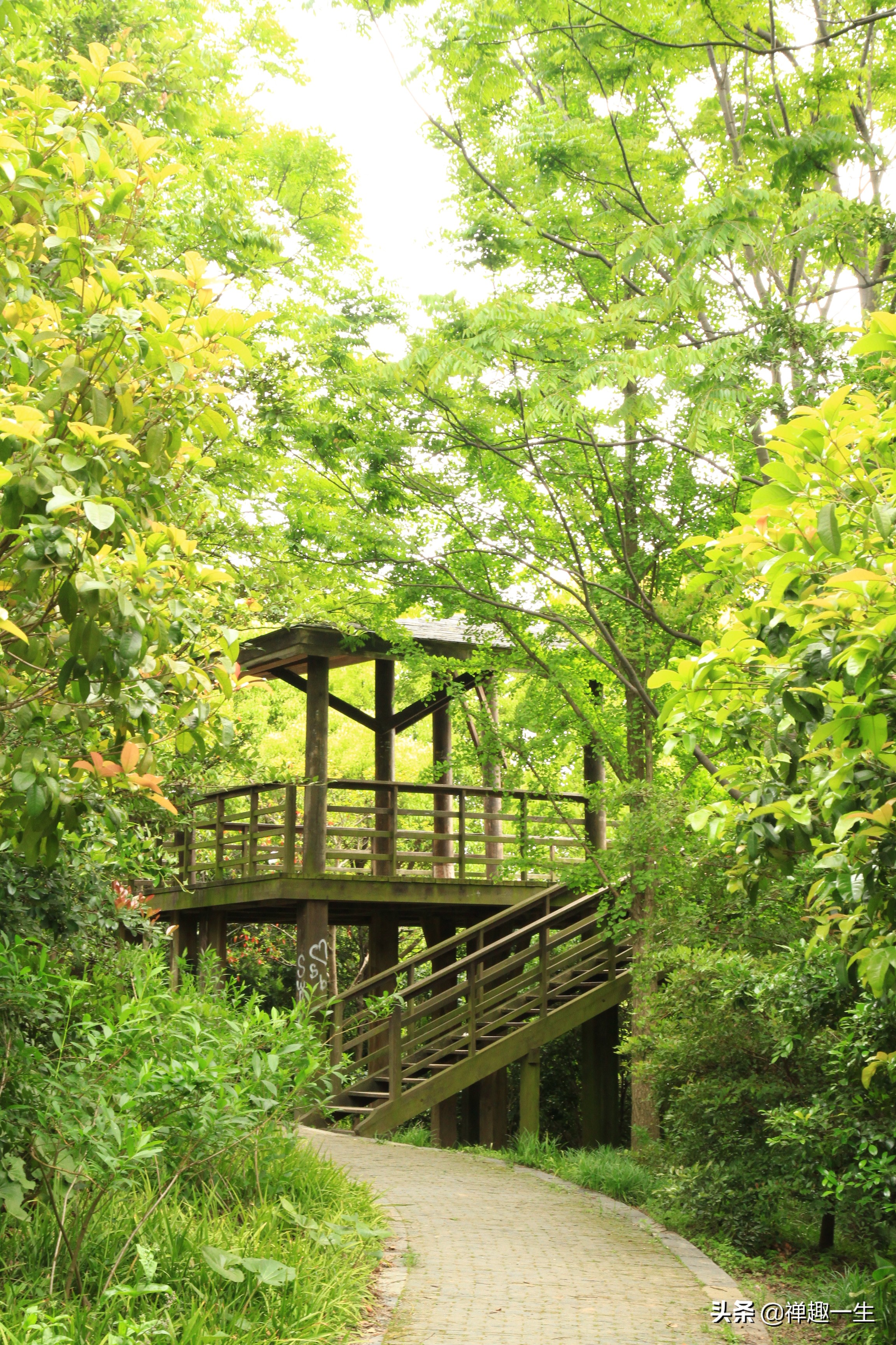 九曲江湾，十里湿地，鸟语花香，沪上最美中心城区，您去过吗？