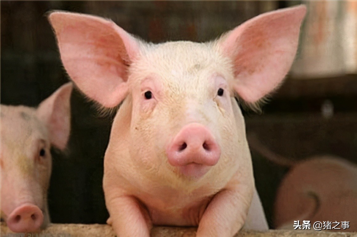 养猪一定要懂猪的病情,新手养猪入门选二元猪还是土杂猪