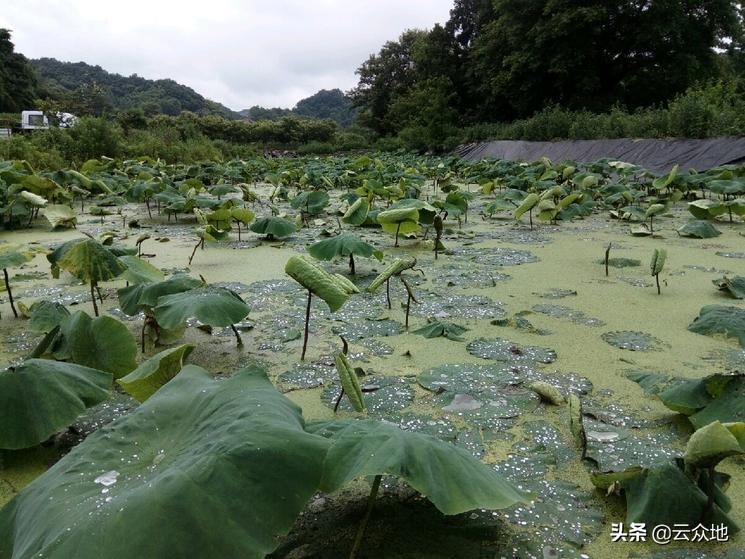 莲藕田浮萍怎么防,浮萍会影响莲藕生长吗