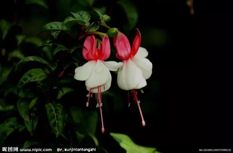 惊艳倒挂金钟,惊艳倒挂金钟图片