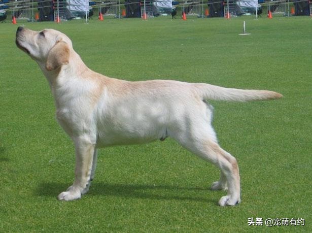 拉布拉多犬的习性和特点,拉布拉多犬的种类及标准