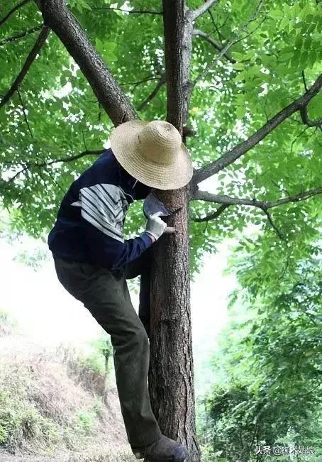 蜂蜡树蜡的区别,木蜡和蜂蜡哪个好