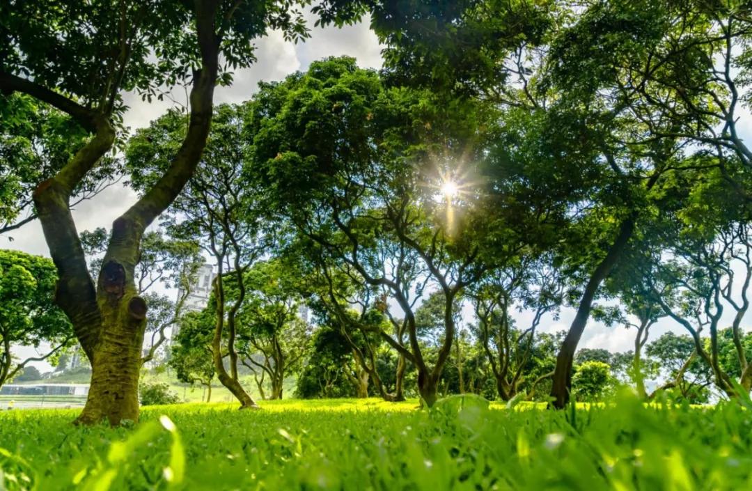 2020美到窒息！珠海的冬天，美炸了