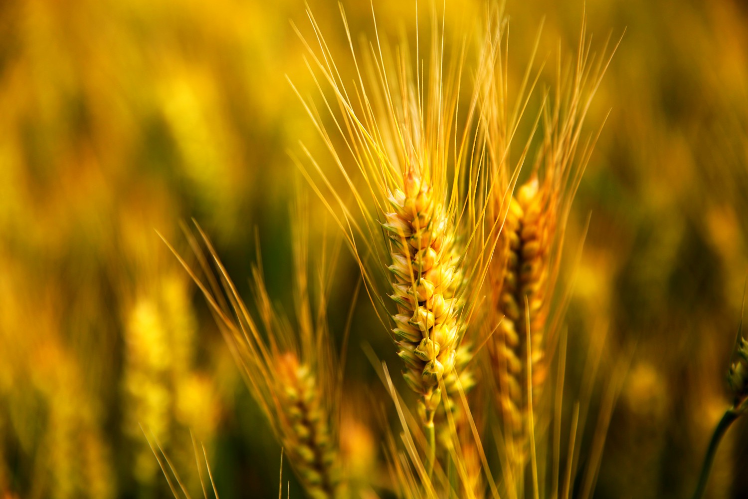 割麦神器大全视频,农民割麦用什么神器