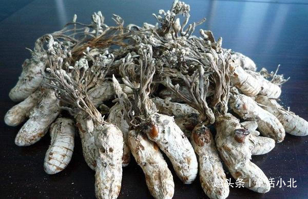 蝉花大山里的原生态野生药材,竹林里的珍稀中草药蝉花