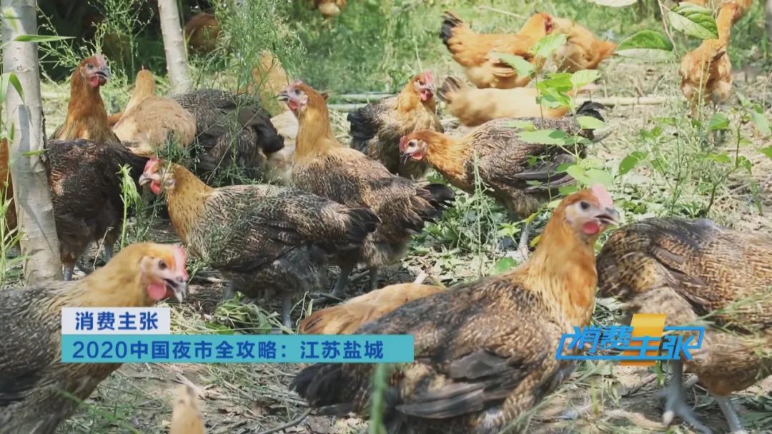 来越夜越精彩的江苏盐城，体验地道苏北人情苏北味