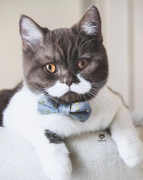 盘点那些姿势优雅的猫,肉感十足的猫是什么猫