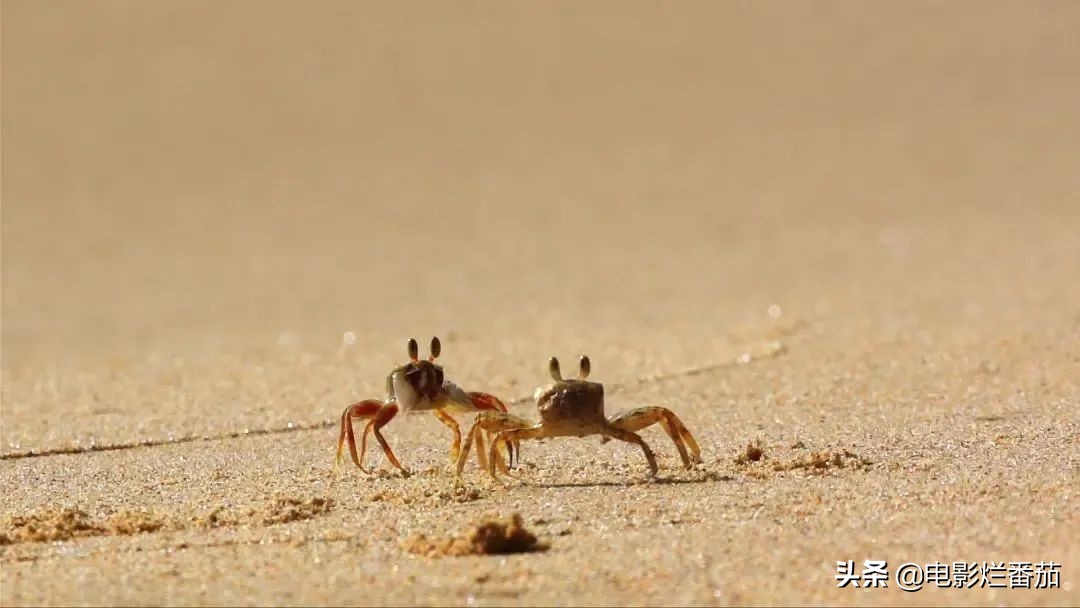 这六部动画片真的值得推荐收藏,十部最值得看的国产片子
