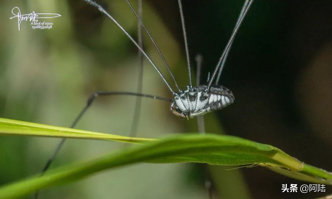 盲蛛不会吐丝吗,盲蛛吐丝