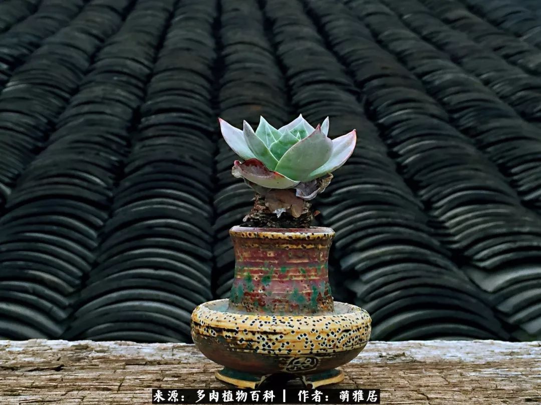 鍒濆啲鏆栭槼鍥寸倝鐓尪,鍐洦鍝佽尪