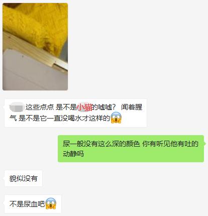 自从接了一只猫回家,突然养猫了很焦虑