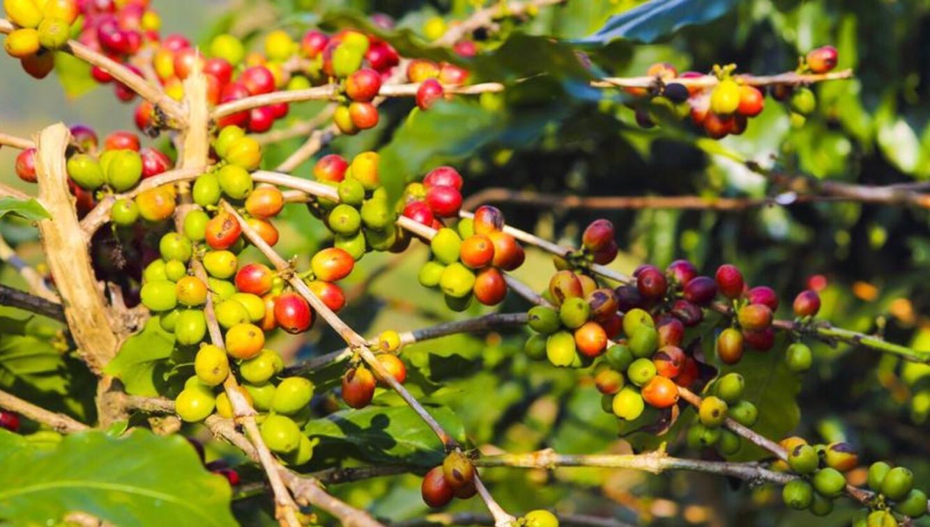 越南咖啡深度解析,咖啡知识越南咖啡