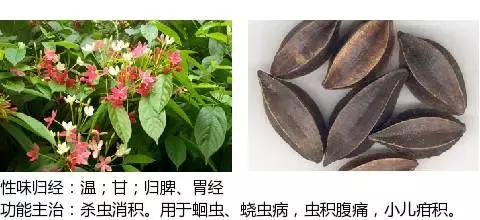 常用中草药名称大全图片及药效,常用中草药药效大全