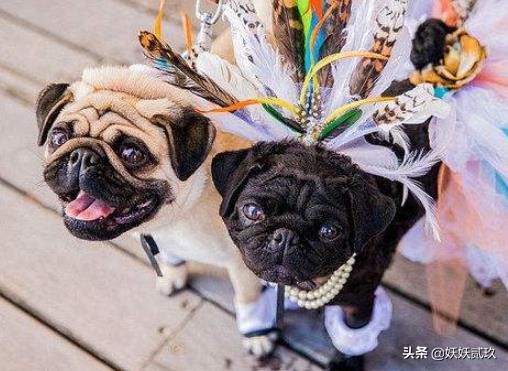 狗智商排名1至100金毛寻回犬,短毛小型犬最聪明的狗狗排行榜