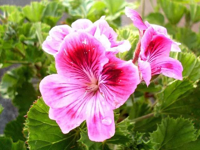 新品｜一款纯植物成分的体外驱虫剂