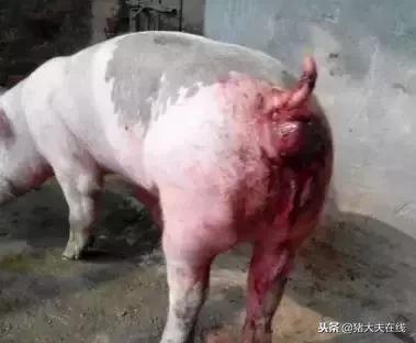 猪脱肛是什么病用什么药治疗,各阶段猪脱肛的简易处理屡试不爽