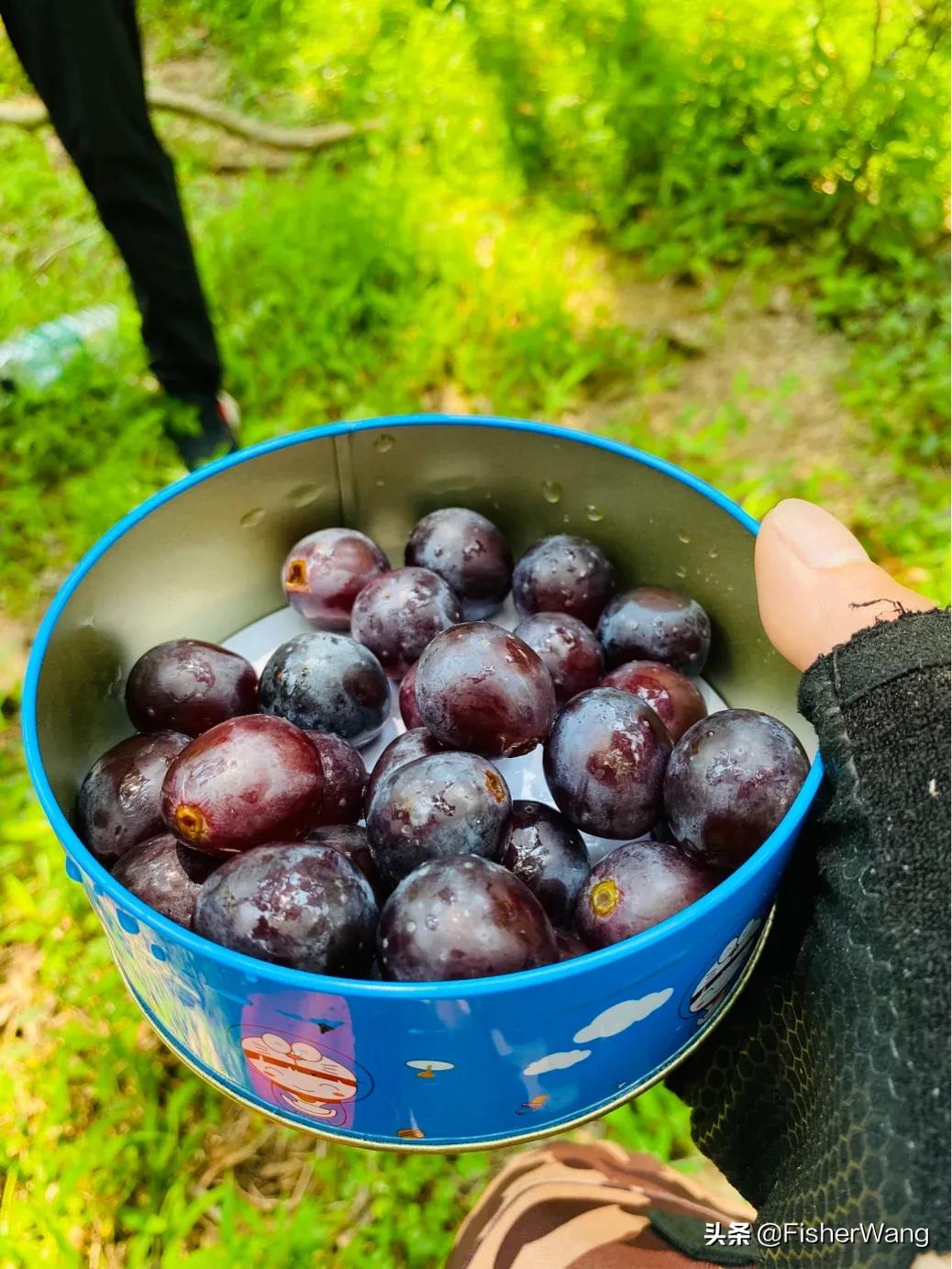 中毒or中暑，36度高温带两女生徒步，中道而退之登云-恩顶水库。